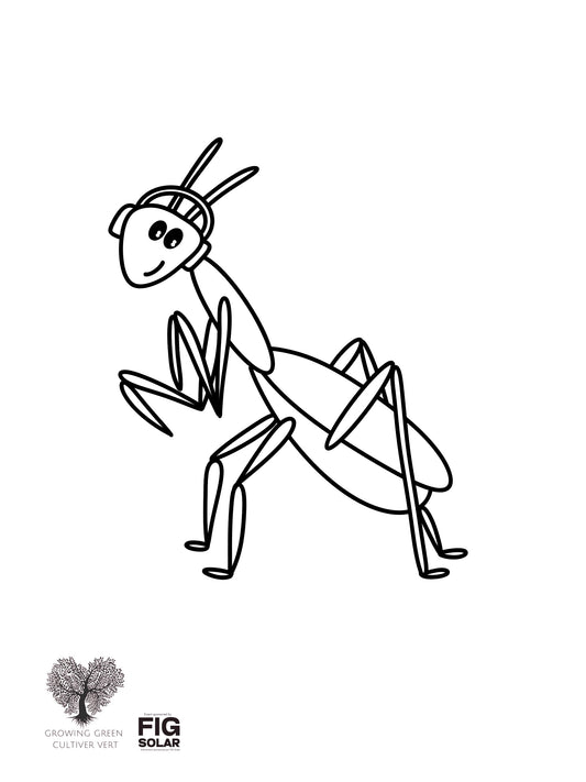Black and white line drawing of a praying mantis on a white background with 'FIG Solar' logo. Spring Colouring Page, Free Printable Colouring Pages, Colouring Books